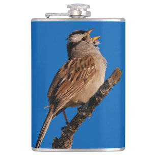 Ein weißgekrönter Sparrow singt zur Sonne Flachmann