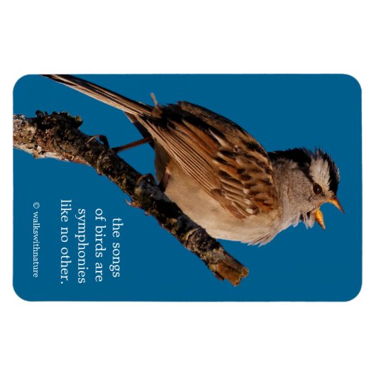 Ein weißgekrönter Sparrow singt zur Sonne Magnet (Horizontal)
