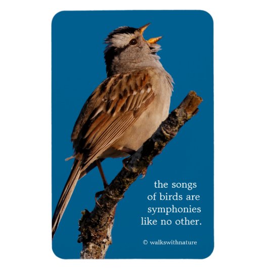 Ein weißgekrönter Sparrow singt zur Sonne Magnet (Vertikal)