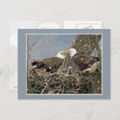 Ein Weißkopfseeadler-Familien-Porträt Postkarte (Vorne/Hinten)