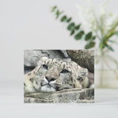 Ein weiterer Montag Schneeleopard Postkarte (Stehend Vorderseite)