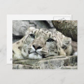 Ein weiterer Montag Schneeleopard Postkarte (Vorne/Hinten)