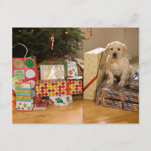 Ein Welpe sitzt unter Weihnachtsgeschenken Feiertagspostkarte