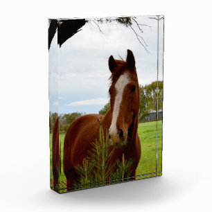 "Ein Whiff der Natur: Ein Kastanienpferd und Banks Fotoblock