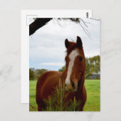 "Ein Whiff der Natur: Ein Kastanienpferd und Banks Postkarte (Vorne/Hinten)