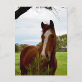 "Ein Whiff der Natur: Ein Kastanienpferd und Banks Postkarte (Vorderseite)