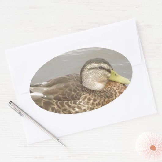 Ein Wild Duck Schwimmen Ovaler Aufkleber (Umschlag)