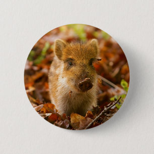 Ein wilder Eber-FerkelSus Scrofa im Herbst-Blätte Button