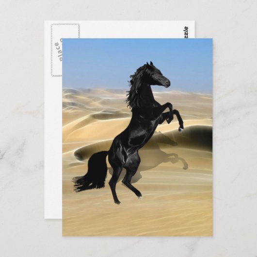 Ein wilder schwarzer Hengst Postkarte (Vorne/Hinten)