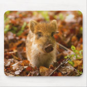 Ein Wildschwein - Scrofa im Herbst Mousepad (Vorne)