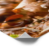Ein Wildschwein - Scrofa im Herbst Poster (Ecke)
