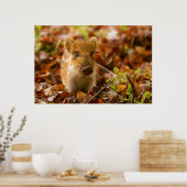 Ein Wildschwein - Scrofa im Herbst Poster (Küche)