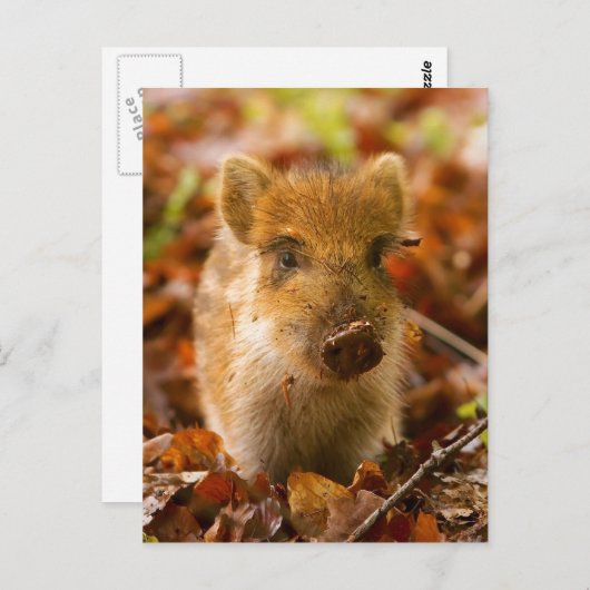 Ein Wildschwein - Scrofa im Herbst Postkarte (Vorne/Hinten)