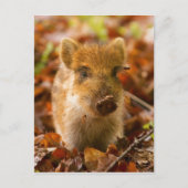 Ein Wildschwein - Scrofa im Herbst Postkarte (Vorderseite)