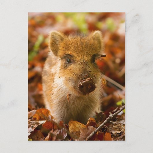 Ein Wildschwein - Scrofa im Herbst Postkarte (Vorderseite)