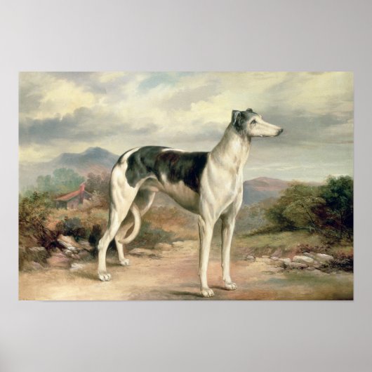 Ein Windhund in einer hügeligen Landschaft Poster (Vorne)