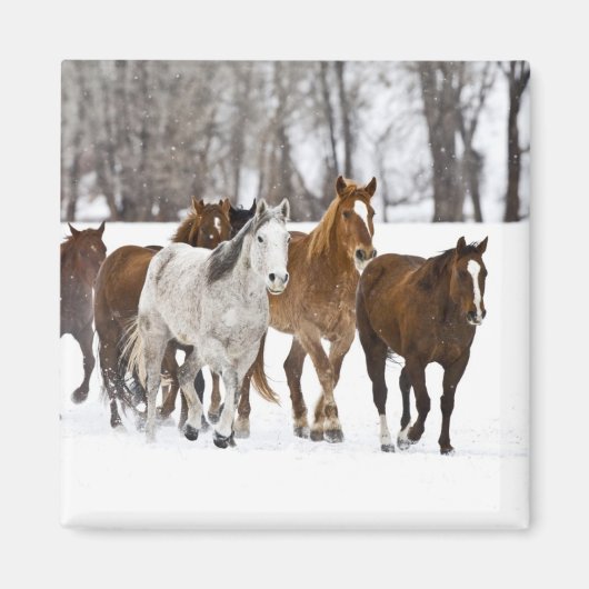 Ein Winter Landschaftlicher Laufpferde Magnet (Vorne)