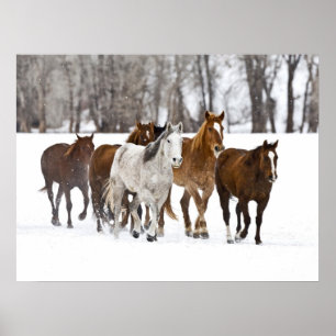 Ein Winter Landschaftlicher Laufpferde Poster