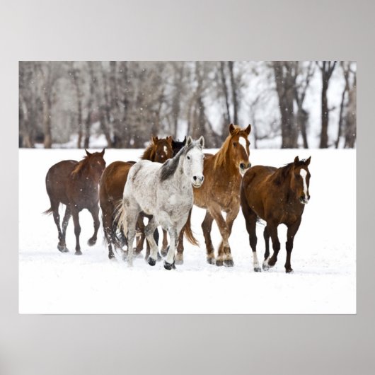 Ein Winter Landschaftlicher Laufpferde Poster (Vorne)