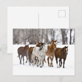 Ein Winter Landschaftlicher Laufpferde Postkarte (Vorne/Hinten)