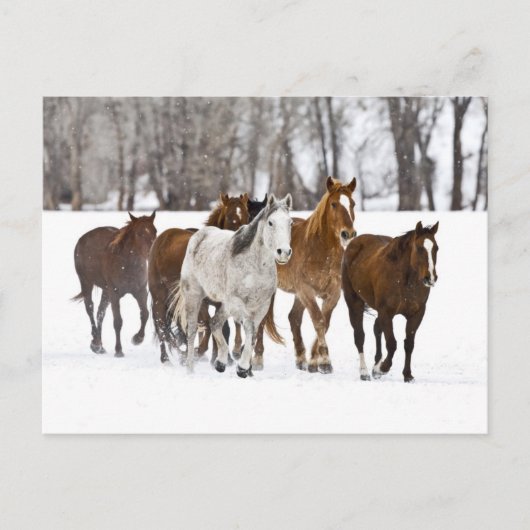 Ein Winter Landschaftlicher Laufpferde Postkarte (Vorderseite)