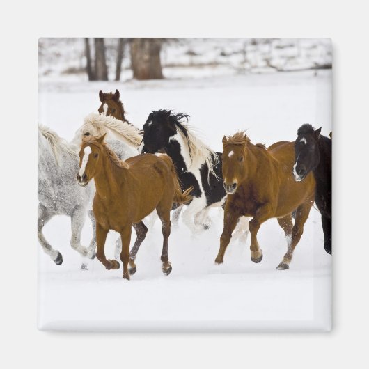 Ein winterlicher landschaftlicher Laufpferde Magnet (Vorne)