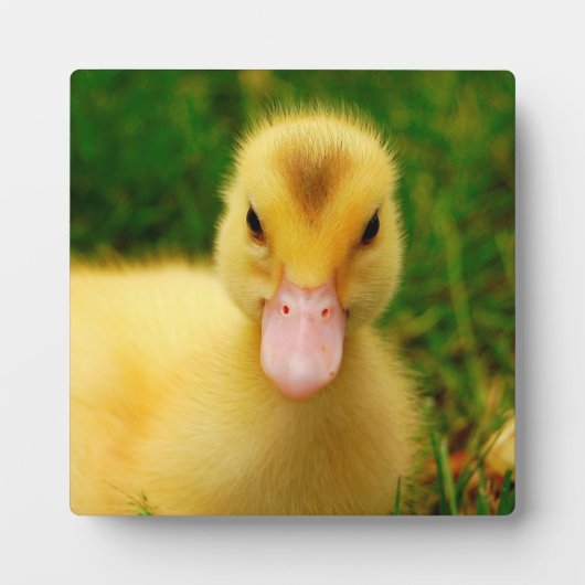 Ein winziges Duckling Fotoplatte (Vorderseite)