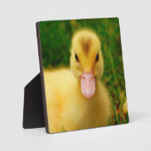Ein winziges Duckling Fotoplatte (Vorderseite)