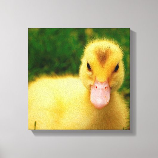 Ein winziges Duckling Leinwanddruck (Vorderseite)