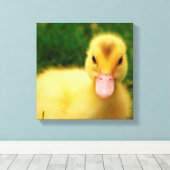 Ein winziges Duckling Leinwanddruck (Insitu (Holzboden))