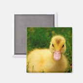 Ein winziges Duckling Magnet (Vorderseite/Rückseite)