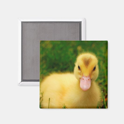 Ein winziges Duckling Magnet (Vorderseite/Rückseite)