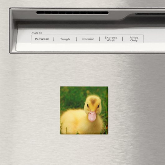 Ein winziges Duckling Magnet (In Situ (Geschirrspüler))