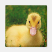 Ein winziges Duckling Magnet (Vorne)