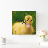 Ein winziges Duckling Quadratische Wanduhr (Zuhause)