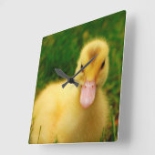Ein winziges Duckling Quadratische Wanduhr (Winkel)