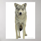 Ein Wolf Poster (Vorne)