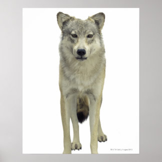 Ein Wolf Poster
