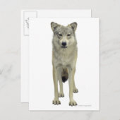 Ein Wolf Postkarte (Vorne/Hinten)