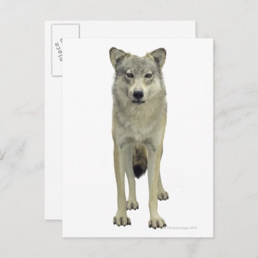 Ein Wolf Postkarte (Vorne/Hinten)