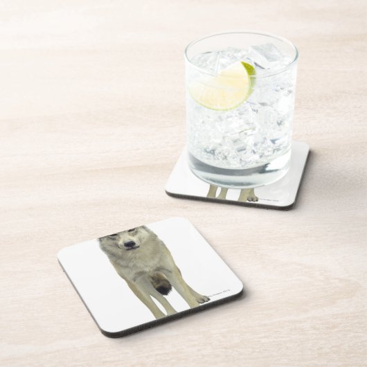 Ein Wolf Untersetzer (Rechte Seite)