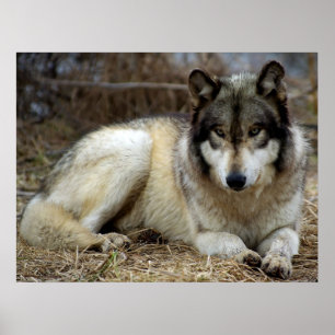 Ein Wolf Warte und beobachtet Poster