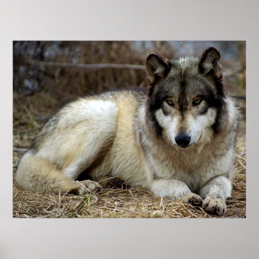 Ein Wolf Warte und beobachtet Poster (Vorne)