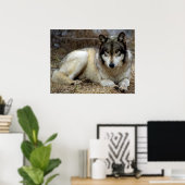 Ein Wolf Warte und beobachtet Poster (Heimbüro)