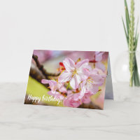 Ein wunderbarer Haufen rosa Sakura-Blume im Frühja