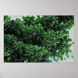 Ein wunderbarer Schatten des Baumes Poster