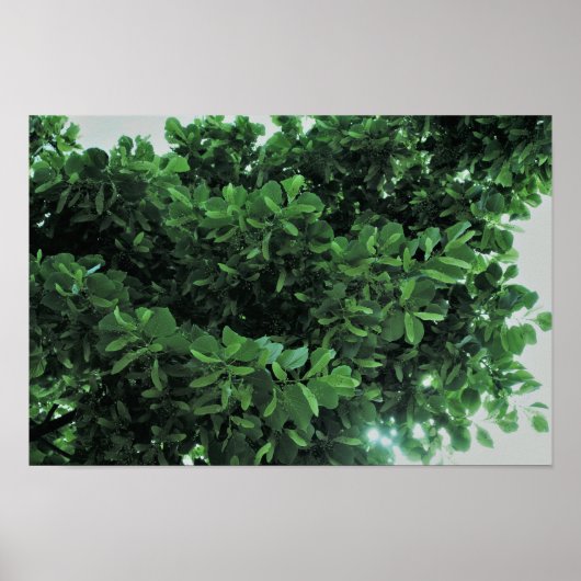 Ein wunderbarer Schatten des Baumes Poster (Vorne)