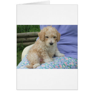 Ein wunderschöner Cavapoo Welpe, abgeschieden