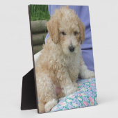 Ein wunderschöner Cavapoo Welpe, abgeschieden Fotoplatte (Seite)