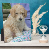 Ein wunderschöner Cavapoo Welpe, abgeschieden Fotoplatte (Seite)